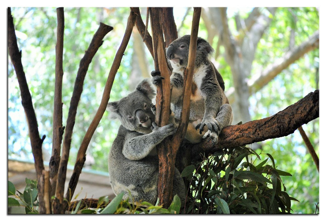 Koala`s Relaxing 1PMW001