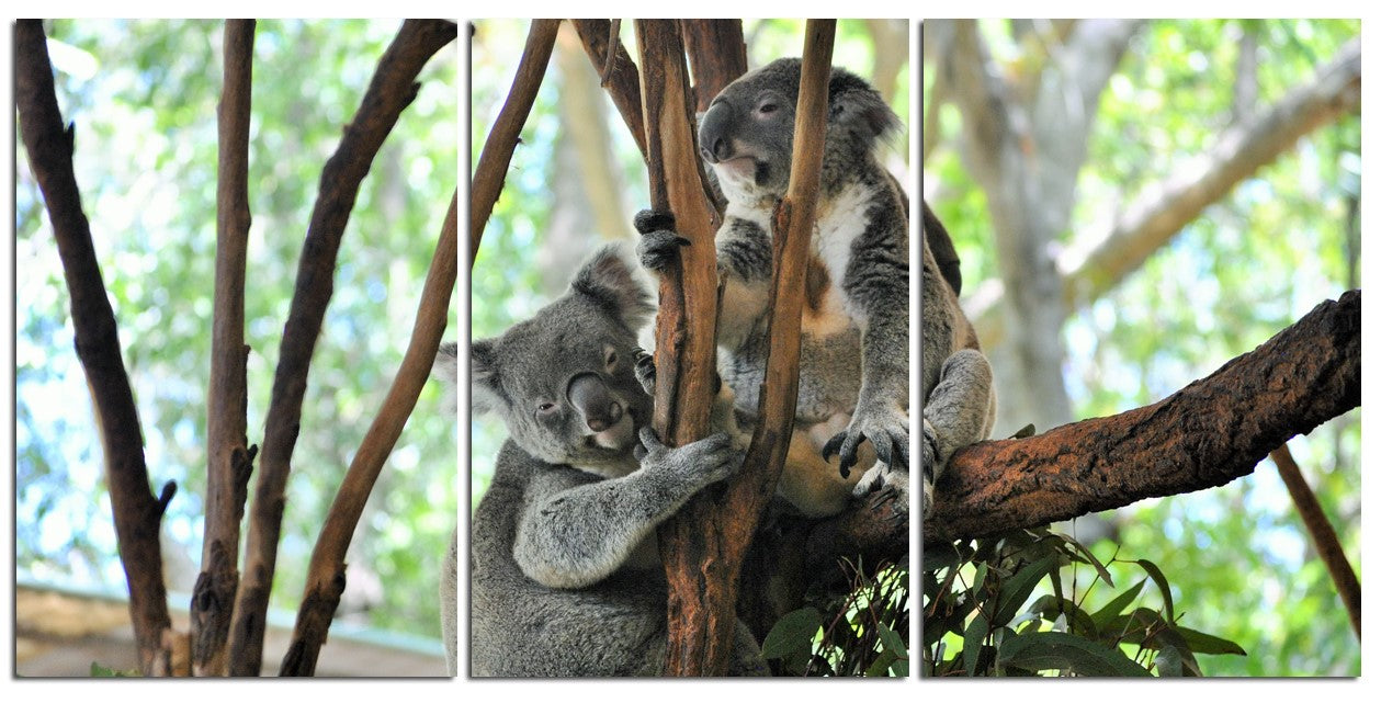 Koala`s Relaxing 1PMW001