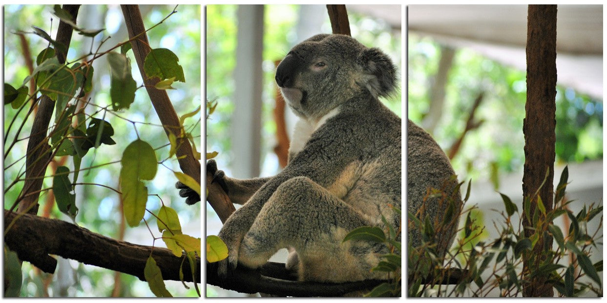 Koala Making sure I Get His Best Side 1PMW002