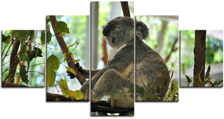 Koala Making sure I Get His Best Side 1PMW002
