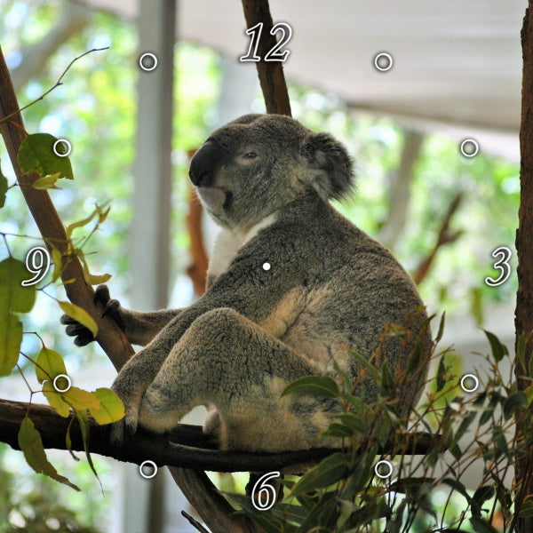 Koala Making sure I Get His Best Side 1PMW002