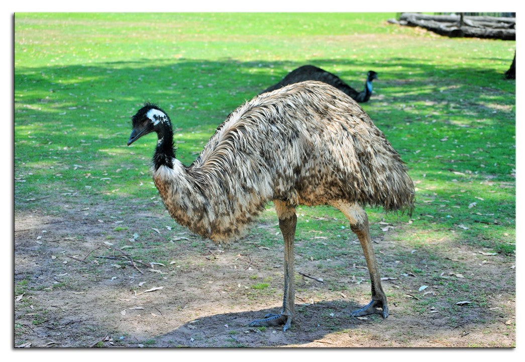 Emu Striking a Pose 1PMW007