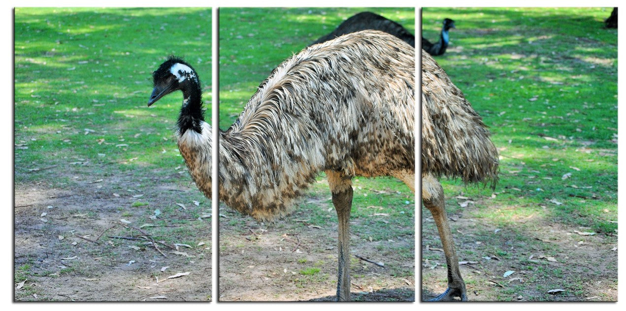Emu Striking a Pose 1PMW007