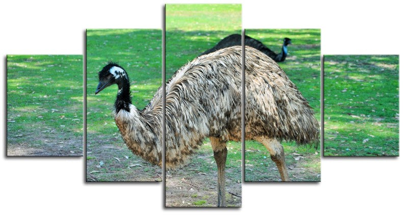 Emu Striking a Pose 1PMW007