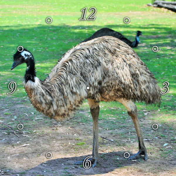 Emu Striking a Pose 1PMW007