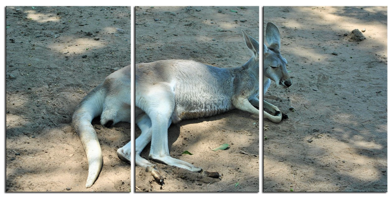 Stunning Kangaroo 1PMW008