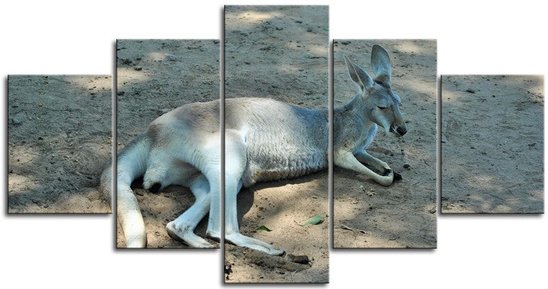 Stunning Kangaroo 1PMW008