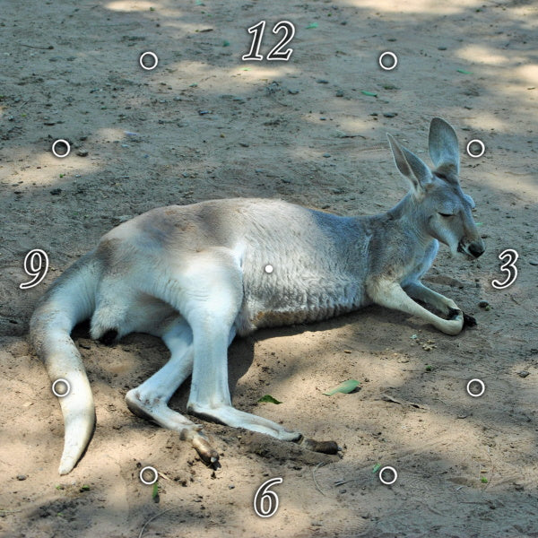 Stunning Kangaroo 1PMW008