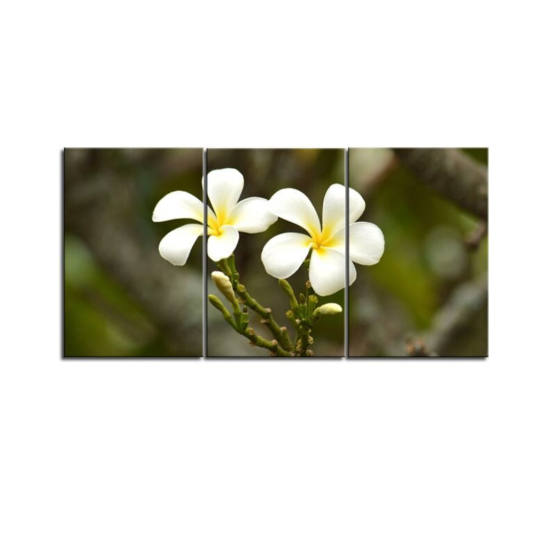 Stunning Frangipani Flowers 1PTJ008