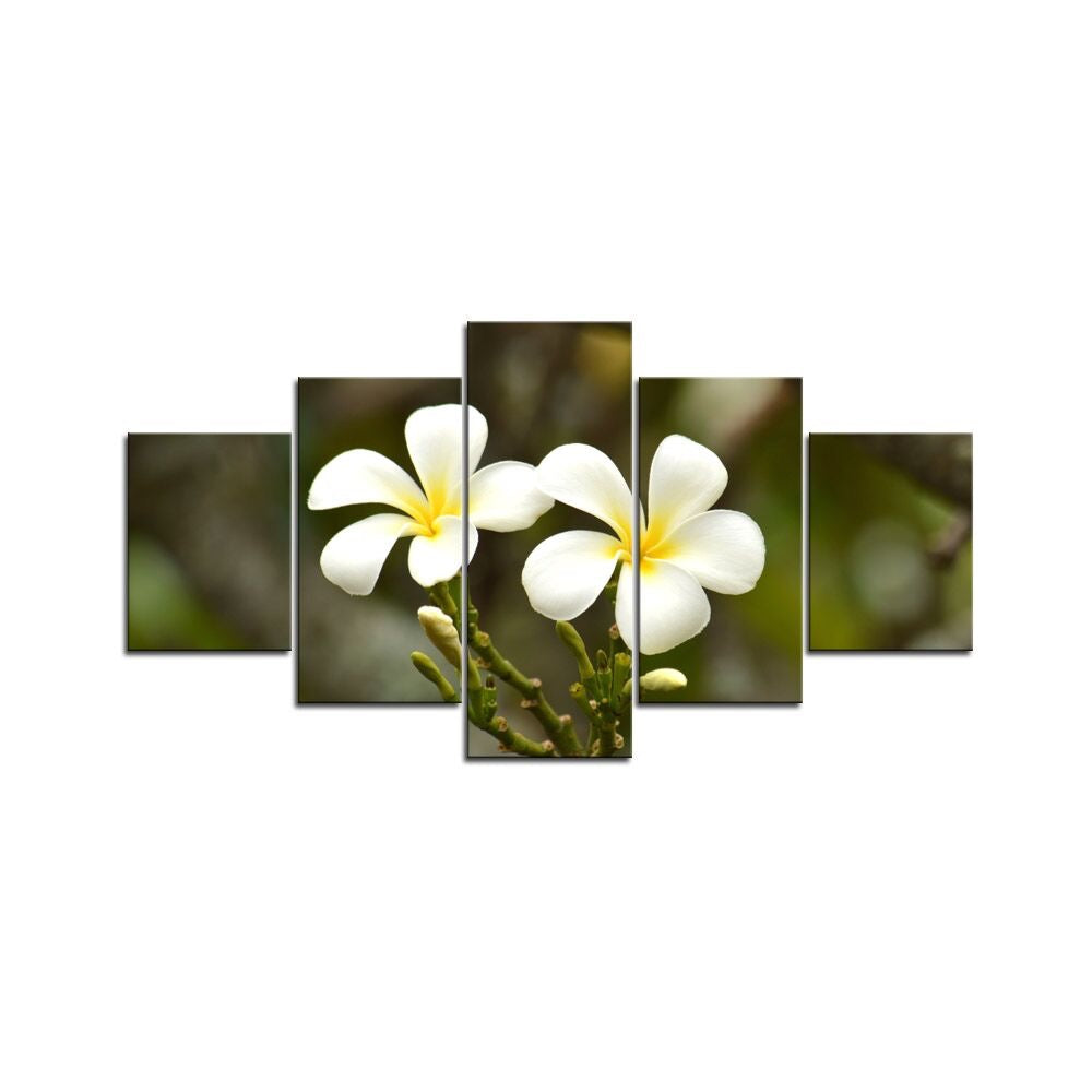 Stunning Frangipani Flowers 1PTJ008
