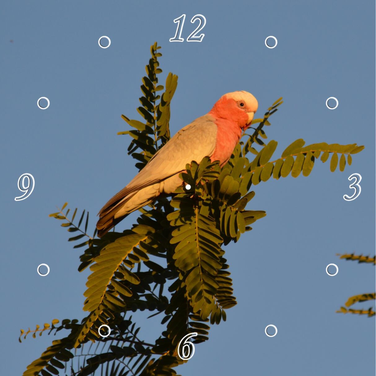 Wild Galah Australian Parrot 1PTJ004