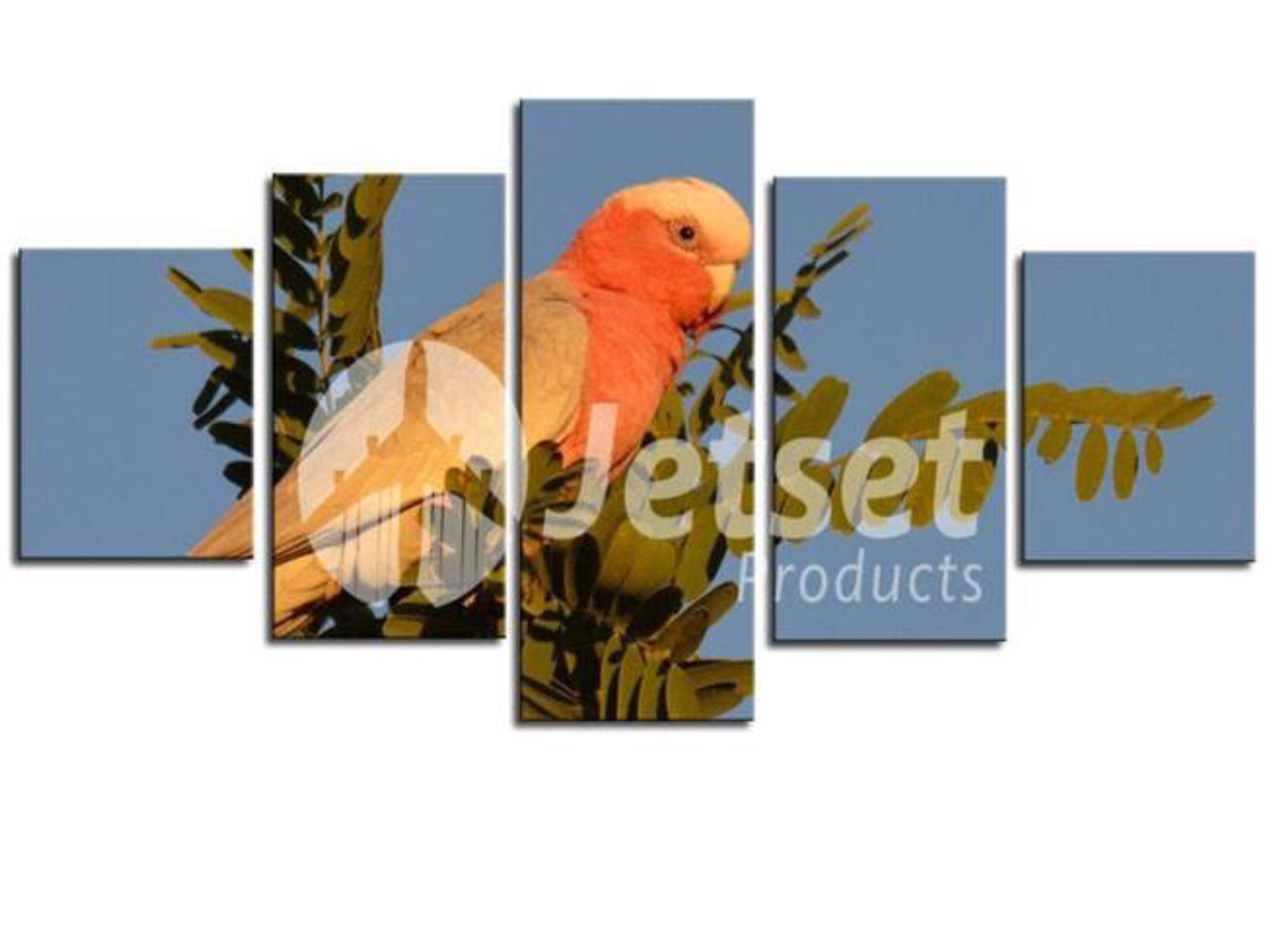 Wild Galah Australian Parrot 1PTJ004