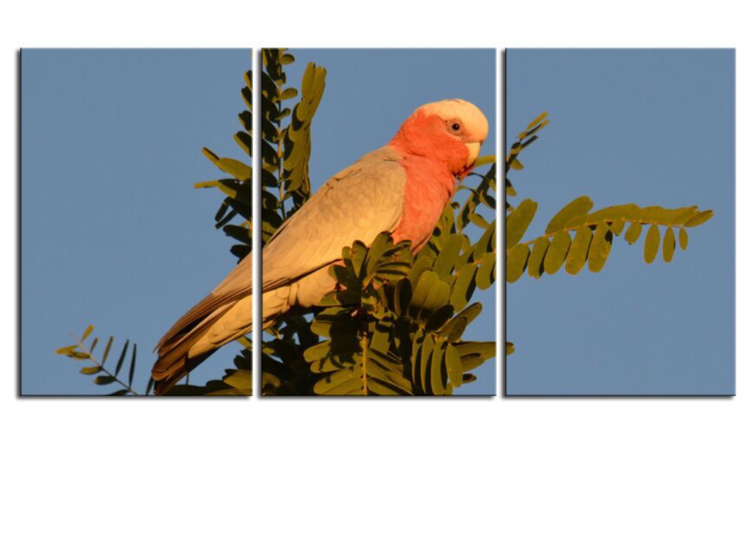 Wild Galah Australian Parrot 1PTJ004