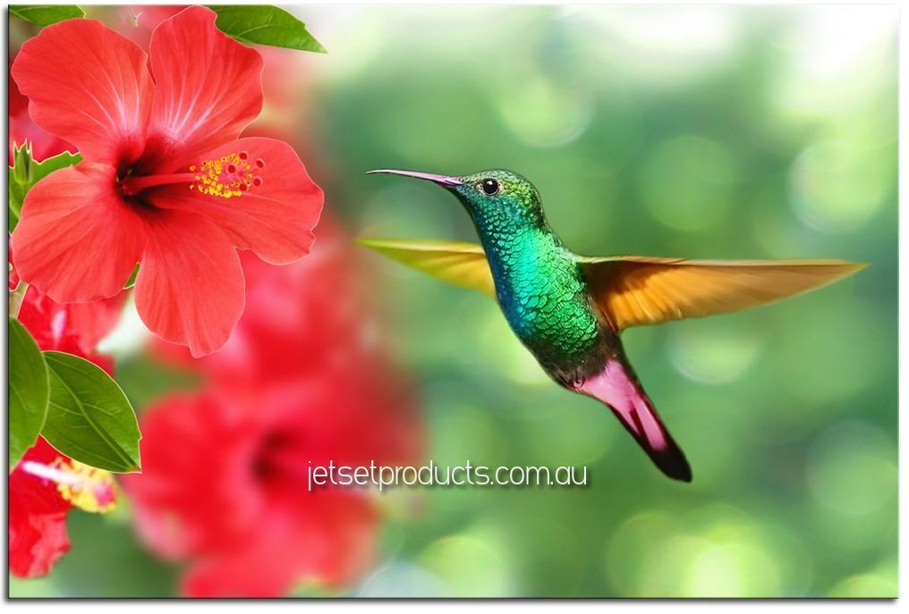 Amazing Humming Bird 1JP008