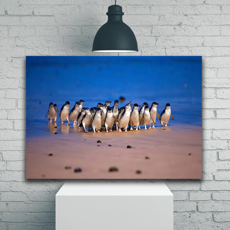 Fairy Penguins Canvas Print