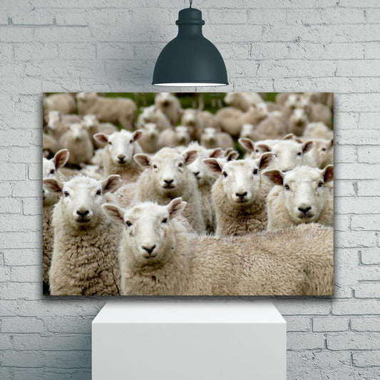 Herd of Sheep Watching