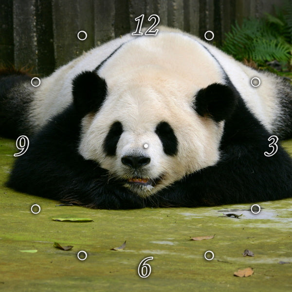 Panda Bear Heaven 5