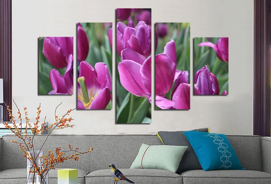 Tulip Flowers