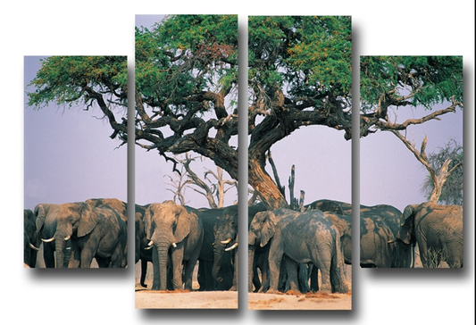 African Elephants