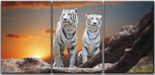 Tigers at Sunset