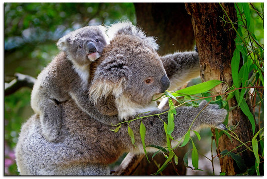 Koala and Baby 1JP013