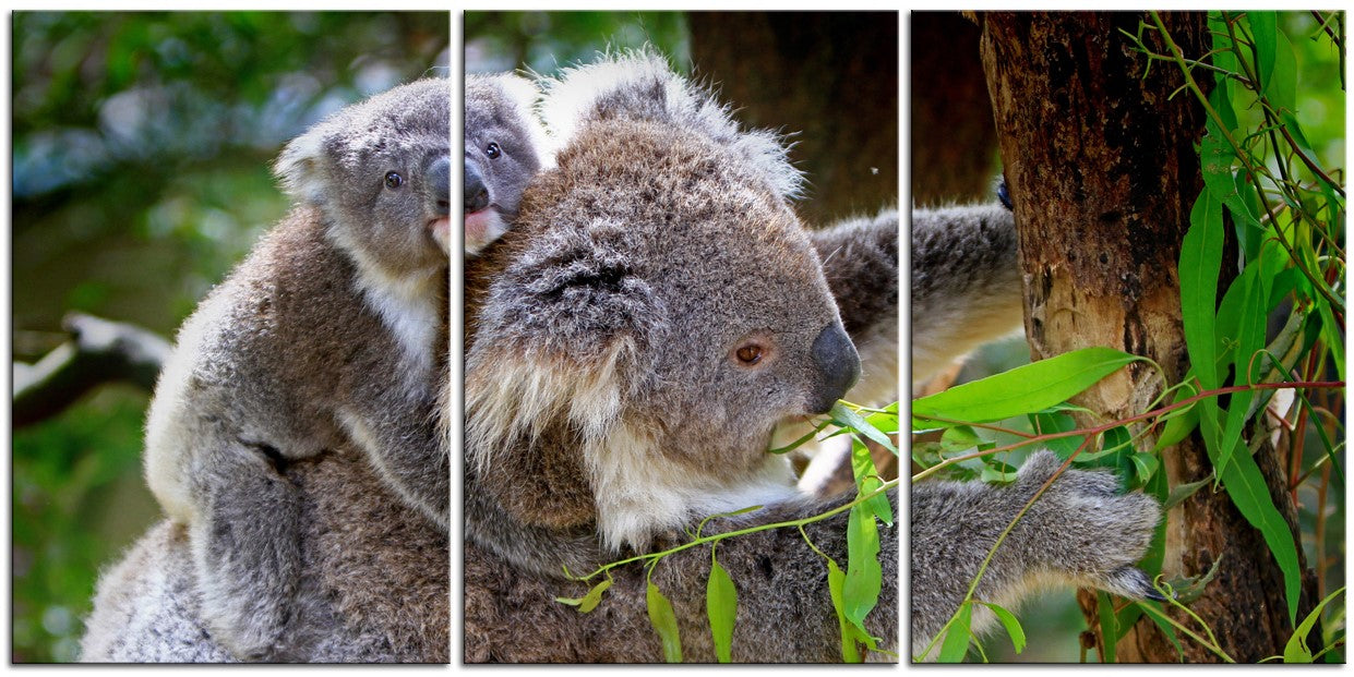 Koala and Baby 1JP013