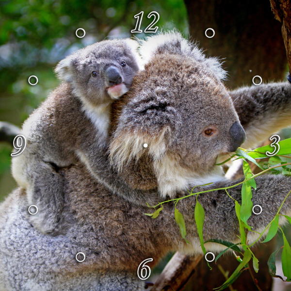 Koala and Baby 1JP013