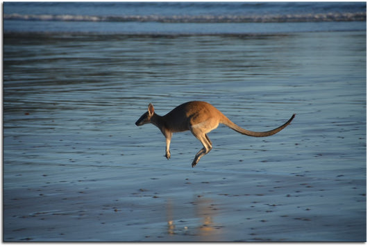 Kangaroo on the Beach 1JP052