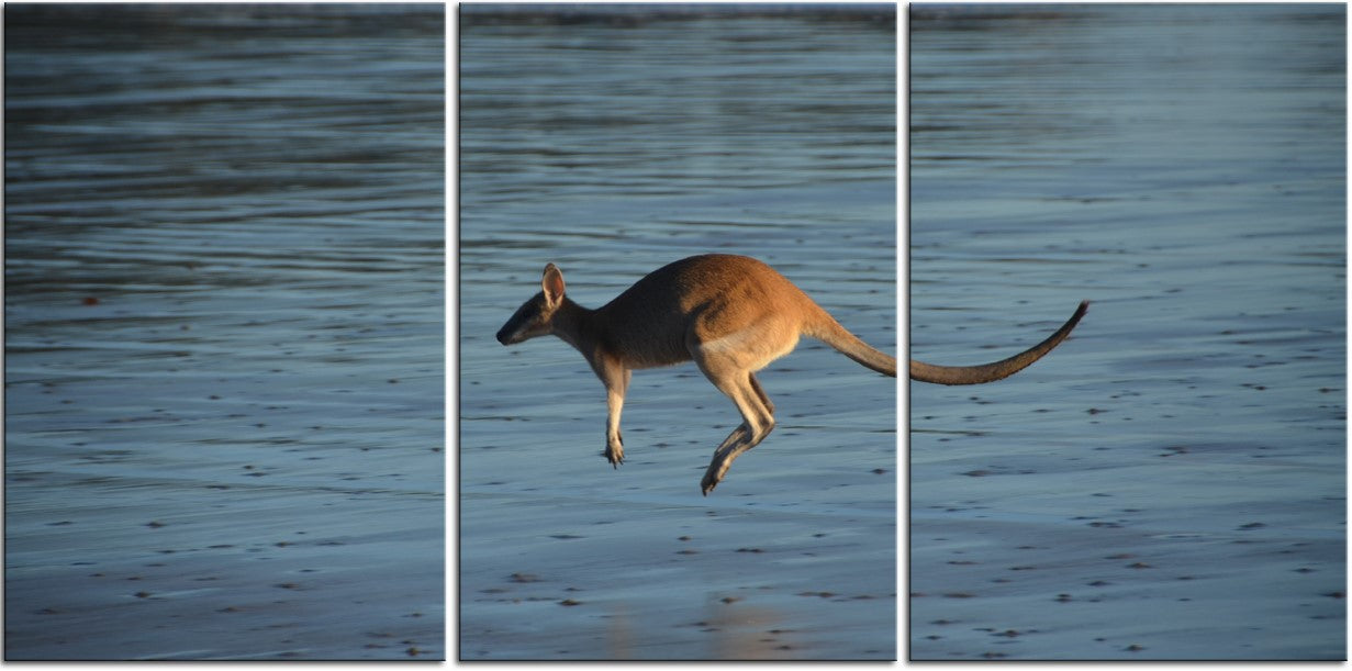 Kangaroo on the Beach 1JP052