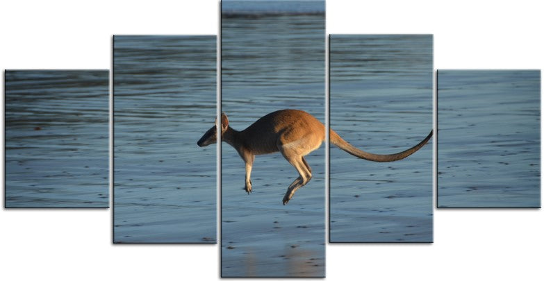 Kangaroo on the Beach 1JP052