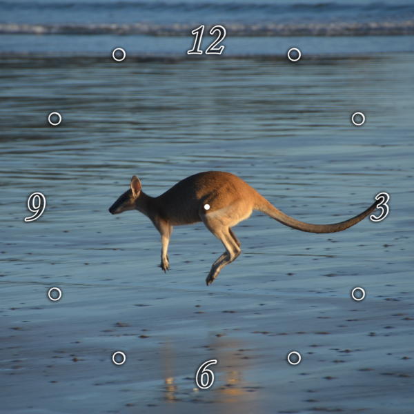 Kangaroo on the Beach 1JP052