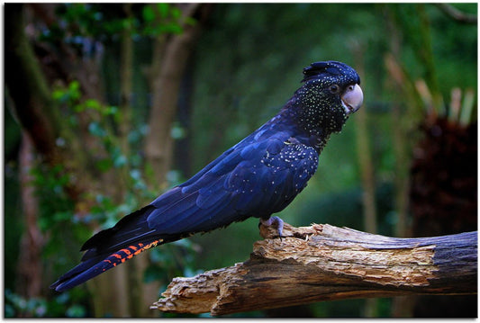 Black Cockatoo 1JP081