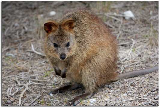 Stunning Quokka 1JP087