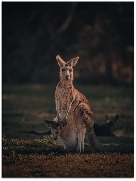 Kangaroo & Joey 1JP090