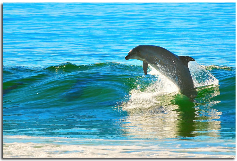 Dolphin playing in the Surf 1JPD125