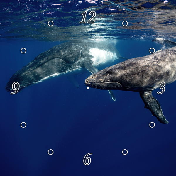 Humpback Whales 1JPD138