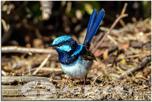 Stunning Blue Wren 1PHM053