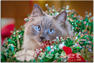 Stunning Christmas Kitten , Pictures in Metallic Finish 1PHM062MP