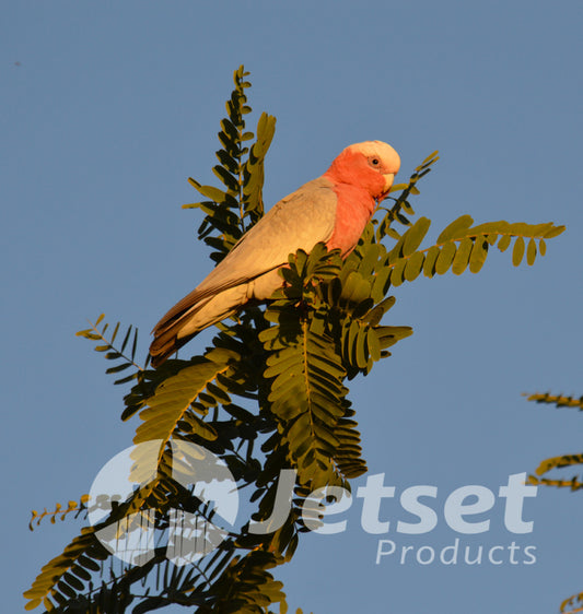 Wild Galah Australian Parrot 1PTJ004