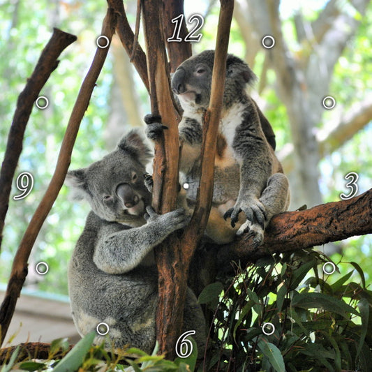 Koala`s Relaxing 1PMW001