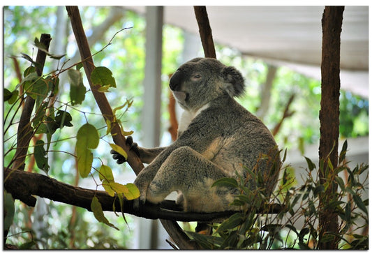 Koala Making sure I Get His Best Side 1PMW002