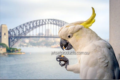 Sulphur Crested Cockatoo & Sydney Harbour Bridge ,Pictures in Metallic Finish 1PHM065MP
